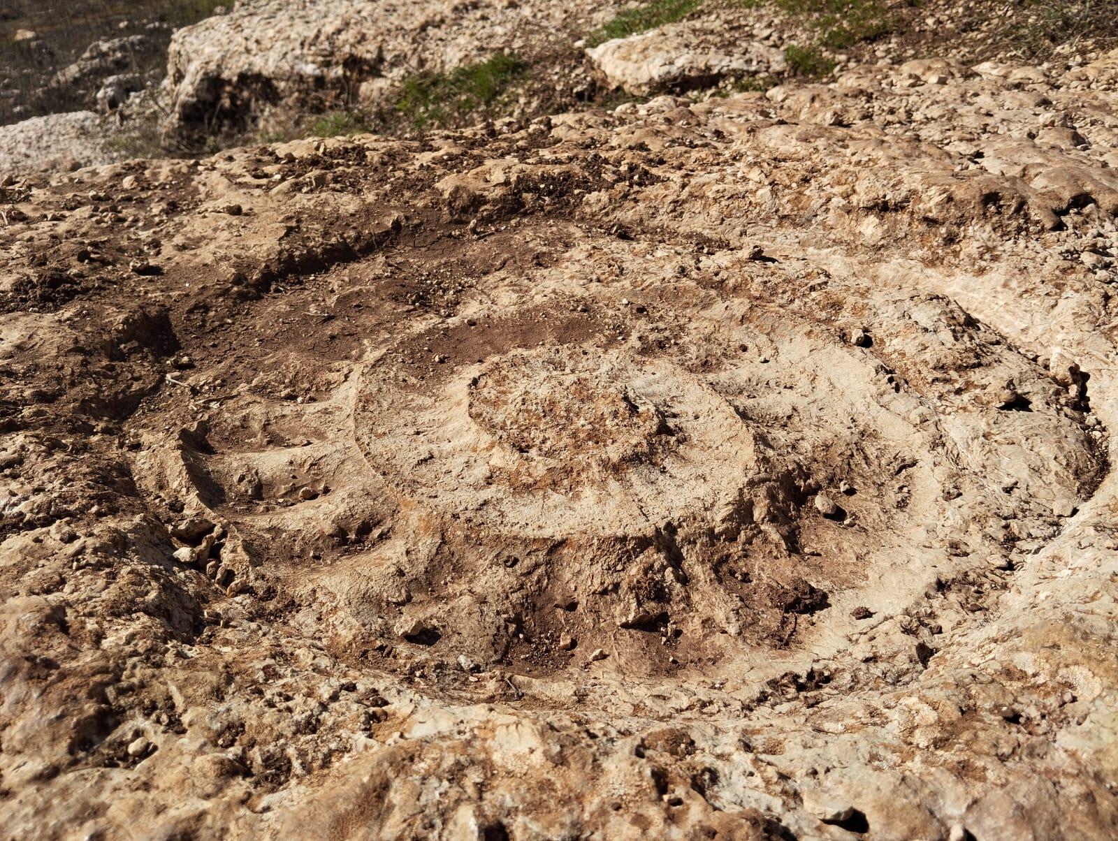 Torcal fossile d une ammonite